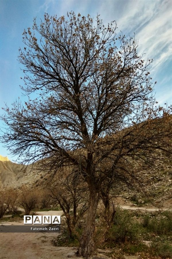 آسیاب‌های تنگ ترمان لامِرد فارس