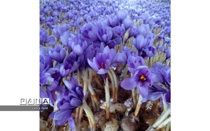 اختیار معامله زعفران در بورس کالا آغازشد