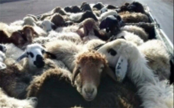 اجرای طرح عملیاتی مبارزه با قاچاق دام