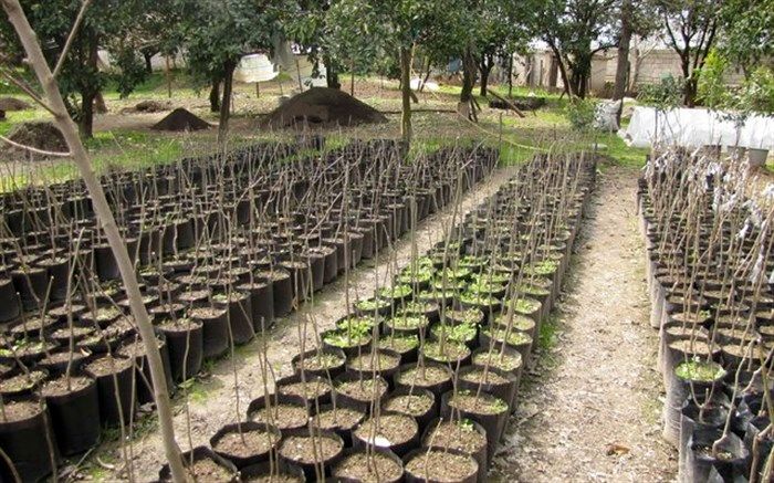 رئیس اداره جنگلداری و جنگلکاری منابع طبیعی خراسان جنوبی: 15 هزار نهال بین مردم استان توزیع می شود