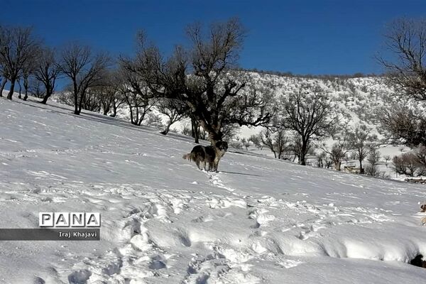 روستای سررگ از توابع شهرستان دهدز در خوزستان سپید پوش شد