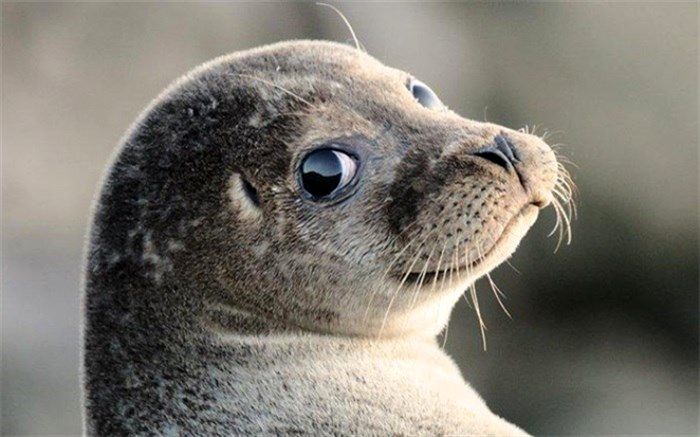 شیرازی : سالانه بین 10 تا 15 هزار مجوز شکارفُک خزری در روسیه صادر می‌شود