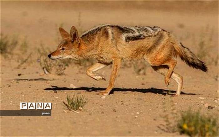 شغال در کنترل آفت‌های کشاورزی و پاکسازی محیط زیست موثر است