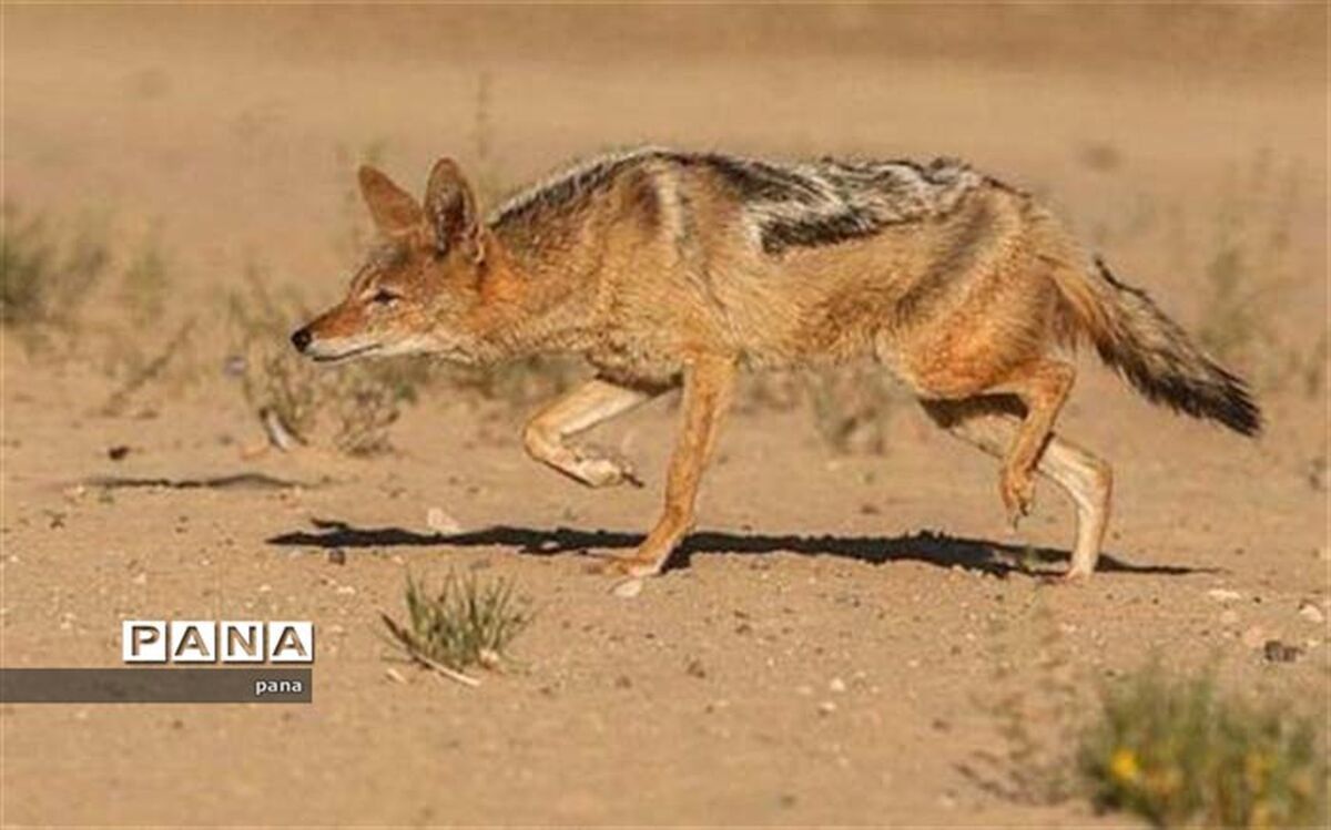 شغال در کنترل آفت‌های کشاورزی و پاکسازی محیط زیست موثر است