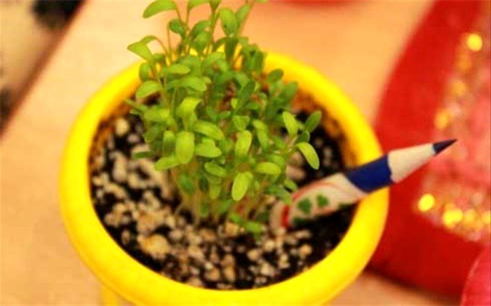 توزیع 7 هزار مداد کاشتنی در هفته درختکاری