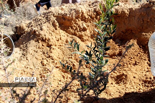 درختکاری دانش‌آموزان پیشتاز در بیمارستان پیوند اعضاء شیراز