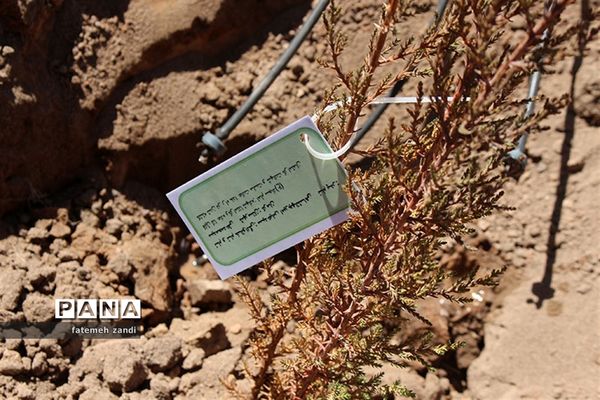 مراسم روز درختکاری