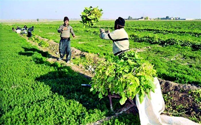 اشتغالزایی برای 5هزار نفر در بخش کشاورزی