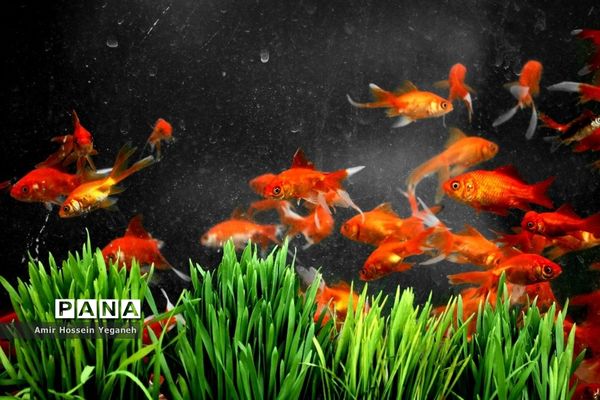 استقبال از بهار