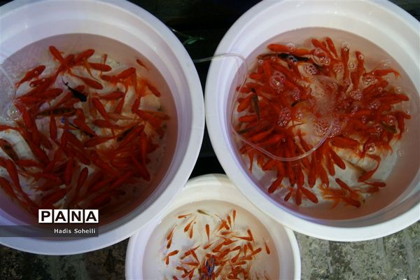 حال‌و‌هوای شهرقدس در روز‌های پایانی سال ۹۷