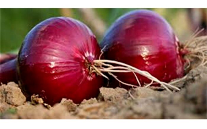 کاهش قیمت سیب زمینی و پیاز در روزهای آینده