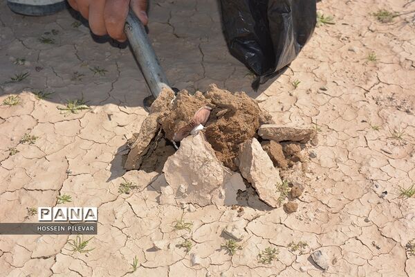 برداشت قارچ از مزارع و صحراهای شهرستان خوسف