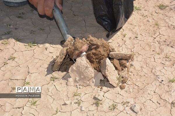 برداشت قارچ از مزارع و صحراهای شهرستان خوسف