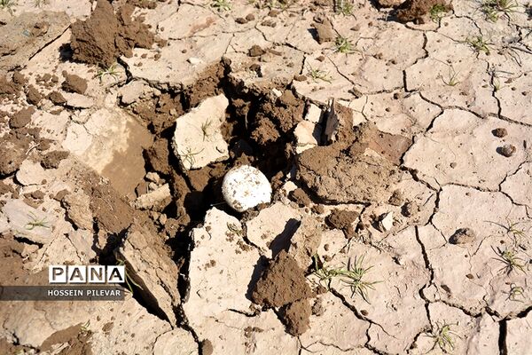 برداشت قارچ از مزارع و صحراهای شهرستان خوسف