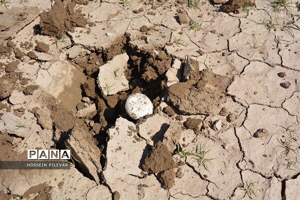 برداشت قارچ از مزارع و صحراهای شهرستان خوسف