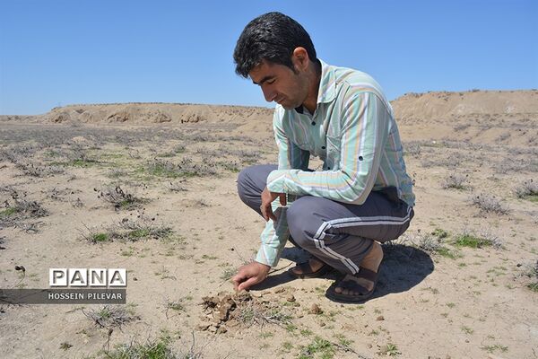 برداشت قارچ از مزارع و صحراهای شهرستان خوسف