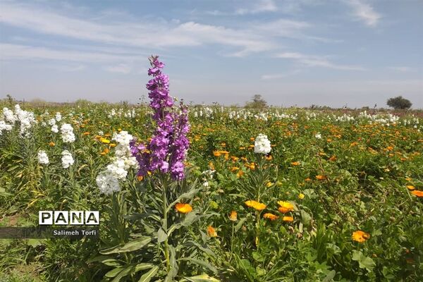 برداشت گل شب‌بو و همیشه‌بهار در روستای شبیشه شهرستان حمیدیه