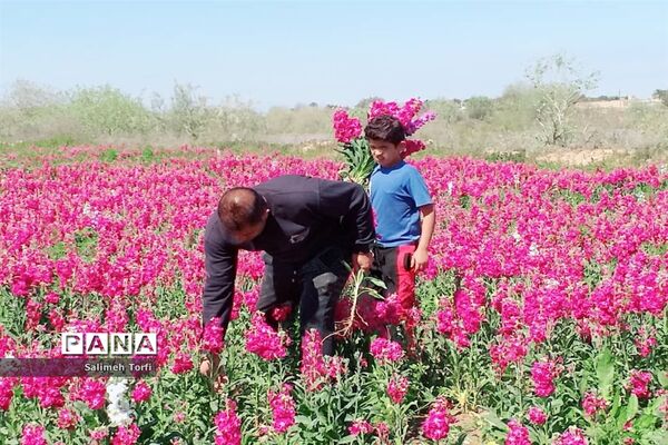 برداشت گل شب‌بو و همیشه‌بهار در روستای شبیشه شهرستان حمیدیه
