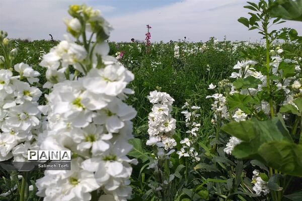 برداشت گل شب‌بو و همیشه‌بهار در روستای شبیشه شهرستان حمیدیه