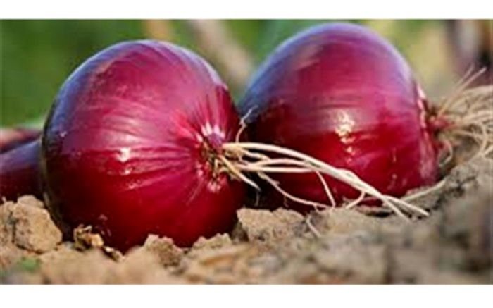 کاهش ٥٠ درصدی قیمت پیاز در ارومیه