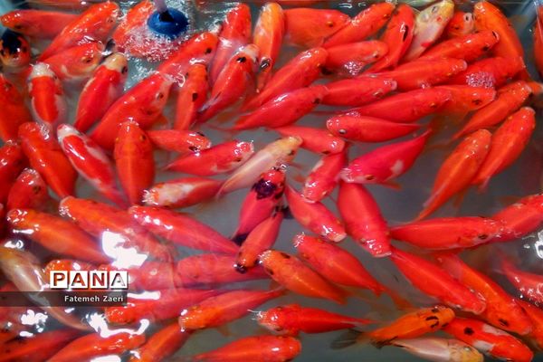 دکه های نوروزی در گله دار