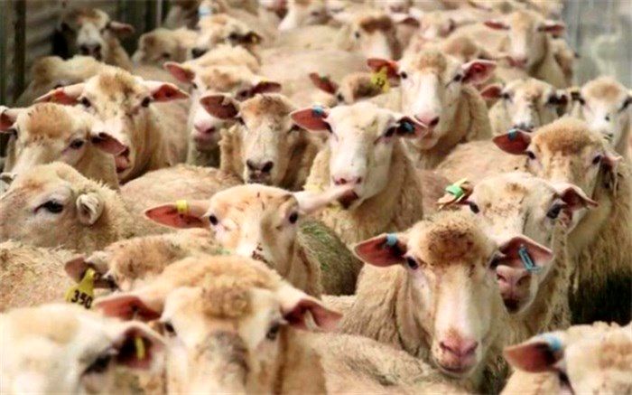 استاندار سیستان و بلوچستان خبرداد: واردات بیش از600 هزار راس دام زنده به کشور از مرزهای این استان