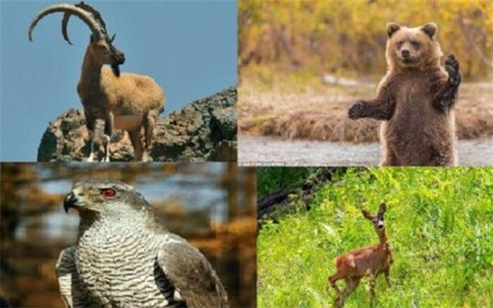 فروش گونه های حیات وحش جرم است