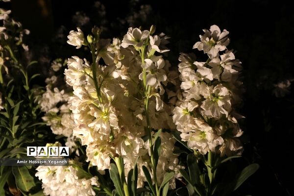 باغ گیاه شناسی مشهد