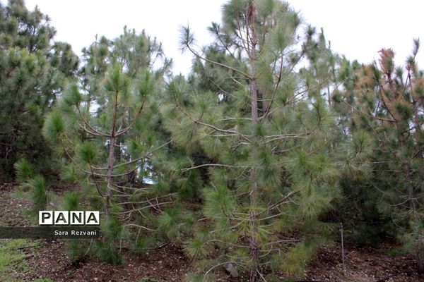 باغ گیاه شناسی ملی ایران