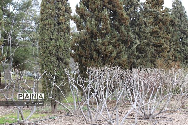 باغ گیاه شناسی ملی ایران