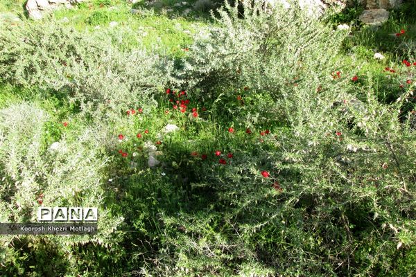 طبیعت آفتابی کازرون و جاده دوان بعد از بارندگی‌های شدید اخیر