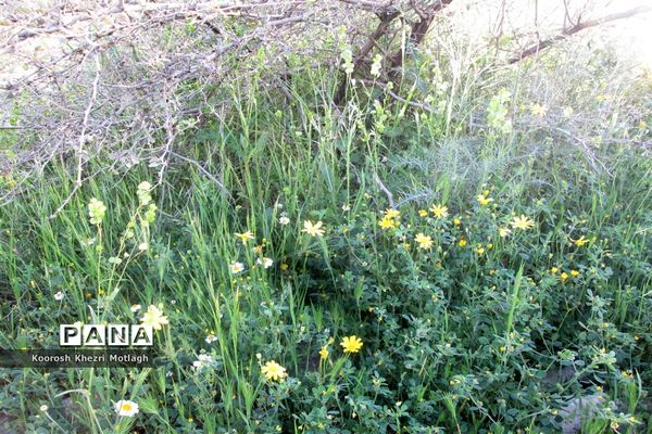طبیعت آفتابی کازرون و جاده دوان بعد از بارندگی‌های شدید اخیر