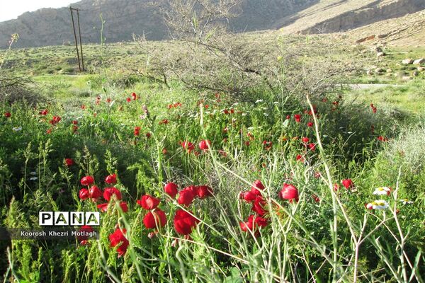 طبیعت آفتابی کازرون و جاده دوان بعد از بارندگی‌های شدید اخیر