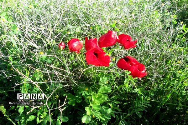 طبیعت آفتابی کازرون و جاده دوان بعد از بارندگی‌های شدید اخیر