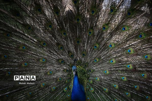 باغ پرندگان تهران در نوروز 98