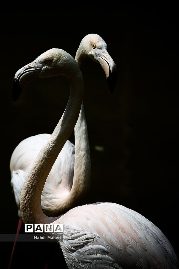 باغ پرندگان تهران در نوروز 98