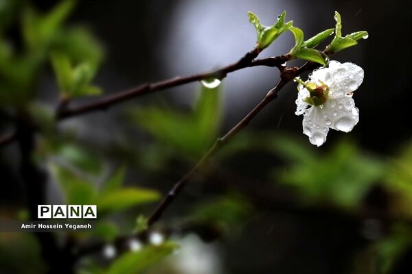 شکوفه‌های بهاری با طراوت باران