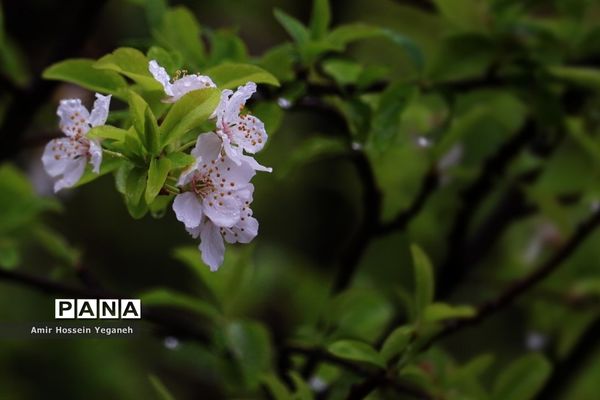 شکوفه‌های بهاری با طراوت باران