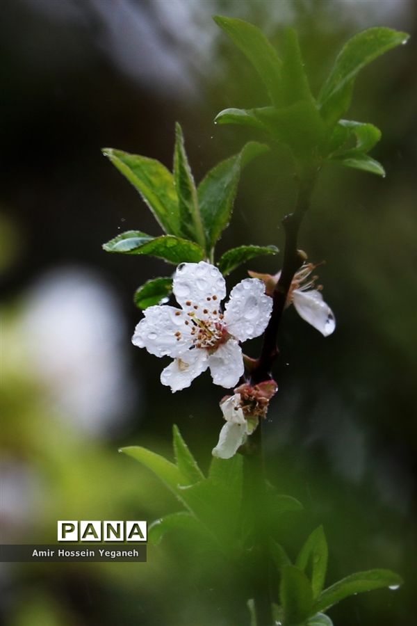 شکوفه‌های بهاری با طراوت باران