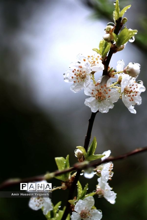 شکوفه‌های بهاری با طراوت باران