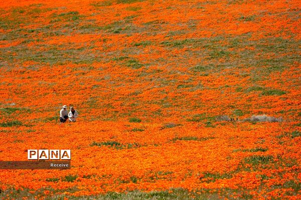 شروع فصل بهار در نیم کره شمالی