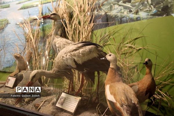 موزه حیات وحش پارک پردیسان تهران