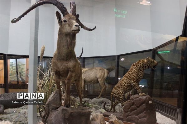 موزه حیات وحش پارک پردیسان تهران
