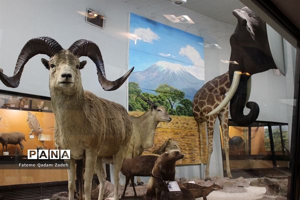 موزه حیات وحش پارک پردیسان تهران