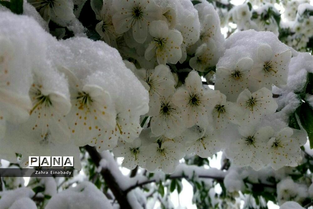 طبیعت زیبای روستای عین‌آباد دراستان همدان