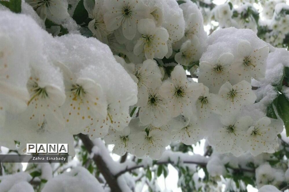 طبیعت زیبای روستای عین‌آباد دراستان همدان