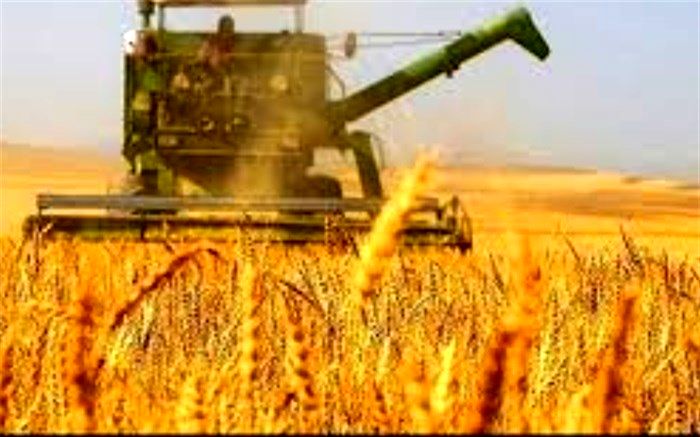 آغاز برداشت غلات در گناوه
