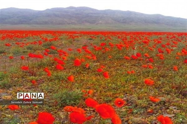 دشت شقایق شهرستان ملارد