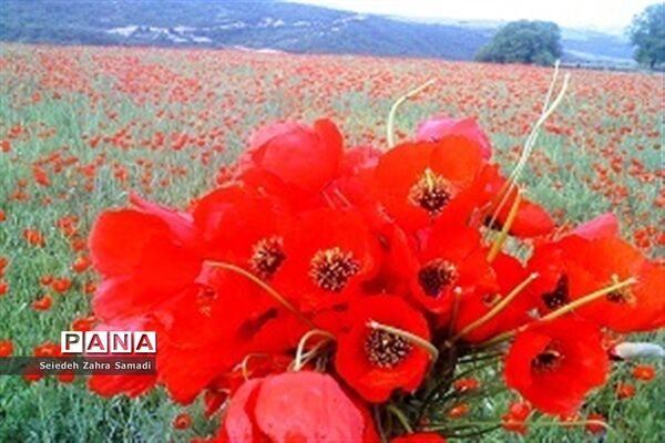 دشت شقایق شهرستان ملارد