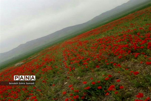 دشت شقایق شهرستان ملارد